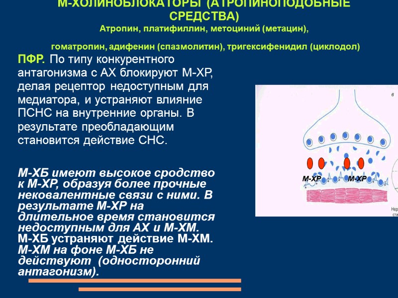 М‑ХОЛИНОБЛОКАТОРЫ (АТРОПИНОПОДОБНЫЕ СРЕДСТВА) Атропин, платифиллин, метоциний (метацин),  гоматропин, адифенин (спазмолитин), тригексифенидил (циклодол) 
